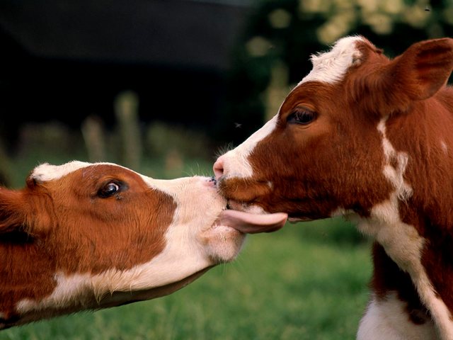 Статьи о коровах в Магадане | ЗооТом портал о животных