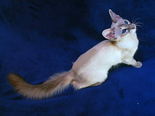 Выведенные породы кошек в Магадане | ЗооТом портал о животных