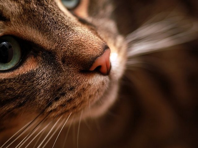 Статьи о кошках в Магадане | ЗооТом портал о животных