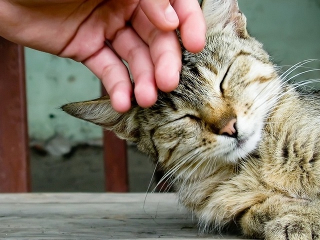 Интересные статьи о кошках в Магадане | ЗооТом портал о животных