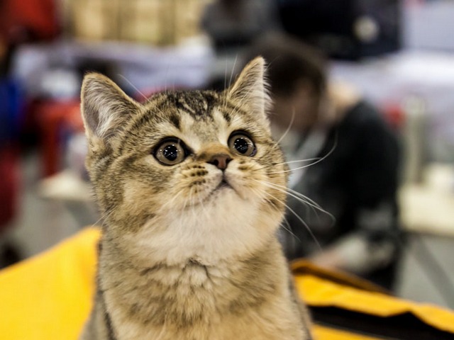 Выставки кошек в Магадане | ЗооТом портал о животных