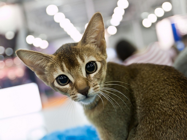 Выставки кошек в Магадане | ЗооТом портал о животных