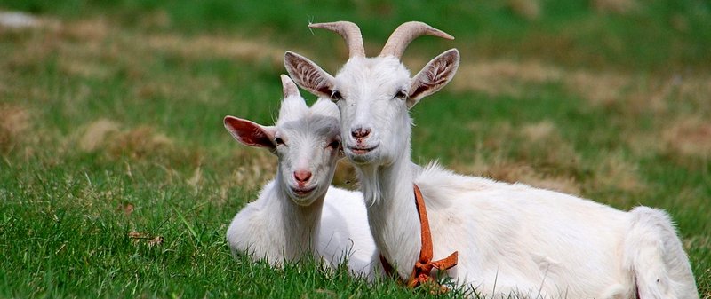 Все о козах в Магадане | ЗооТом портал о животных