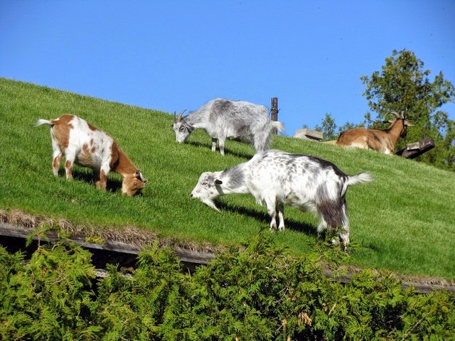 Все о козах в Магадане | ЗооТом портал о животных