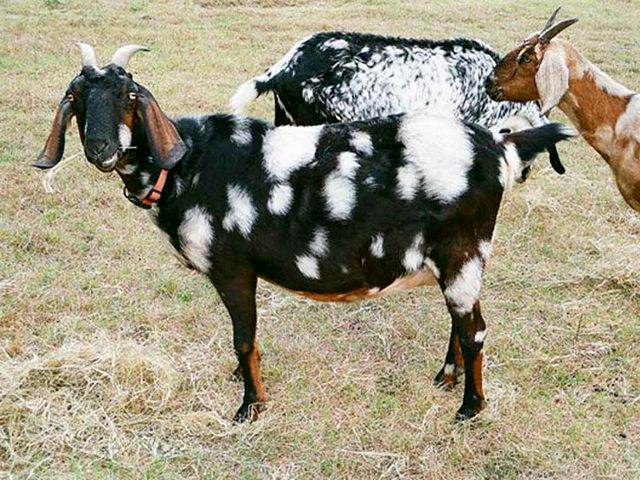 Породы коз в Магадане | ЗооТом портал о животных