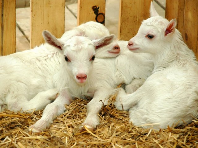 Содержание коз и уход за ними в Магадане | ЗооТом портал о животных
