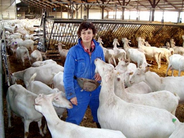 Содержание коз и уход за ними в Магадане | ЗооТом портал о животных