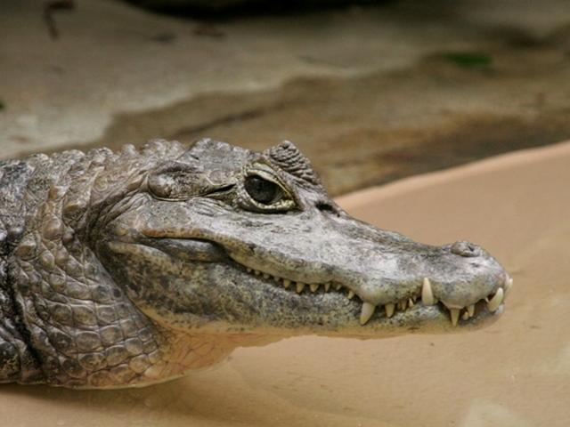 Все о крокодилах в Магадане | ЗооТом портал о животных