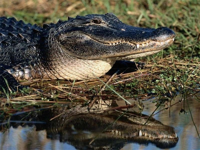 Породы крокодилов в Магадане | ЗооТом портал о животных