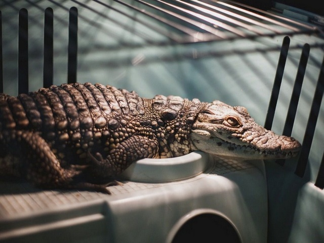 Содержание крокодилов и уход за ними в Магадане | ЗооТом портал о животных