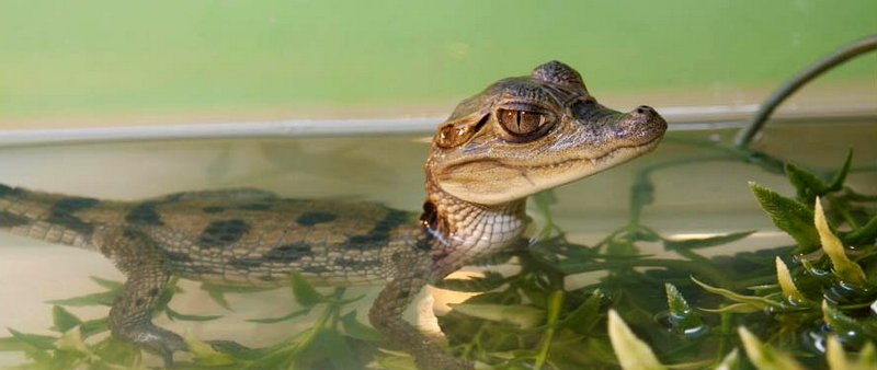 Содержание крокодилов и уход за ними в Магадане | ЗооТом портал о животных