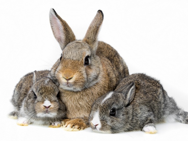 Все о кроликах в Магадане | ЗооТом портал о животных