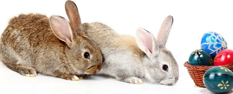 Все о кроликах в Магадане | ЗооТом портал о животных