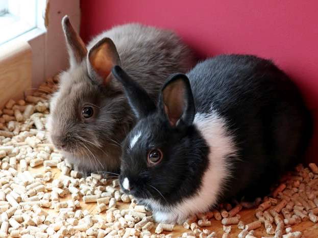 Содержание кроликов и уход за ними в Магадане | ЗооТом портал о животных