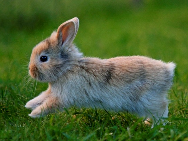 Статьи о кроликах в Магадане | ЗооТом портал о животных