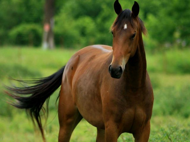 Содержание лошадей и уход за ними в Магадане | ЗооТом портал о животных