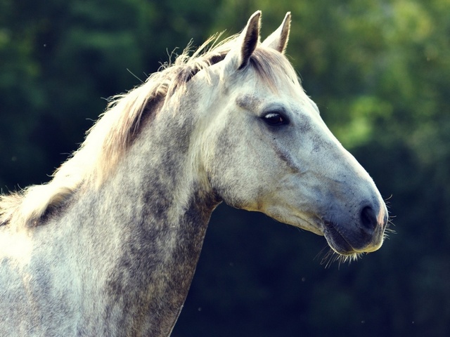 Уход за лошадьми в Магадане | ЗооТом портал о животных