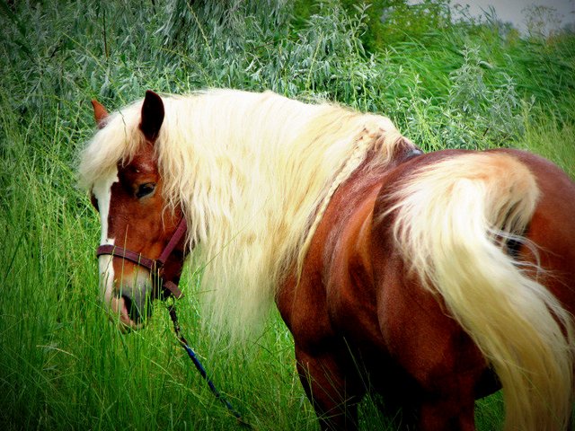 Породы лошадей в Магадане | ЗооТом портал о животных