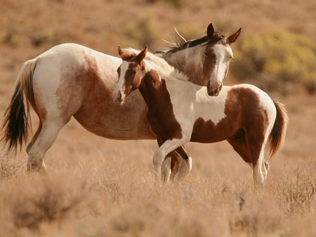 Интересные факты лошадях в Магадане | ЗооТом портал о животных