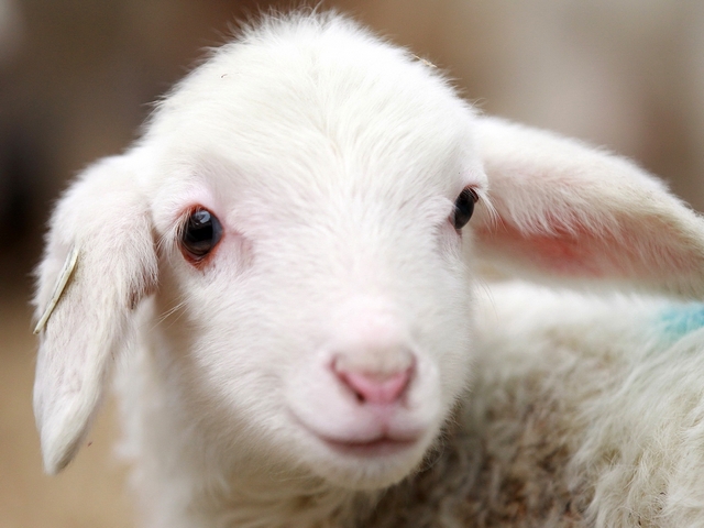 Овцы и бараны в Магадане | ЗооТом портал о животных