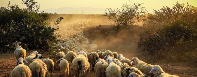 Все об овцах в Магадане | ЗооТом портал о животных