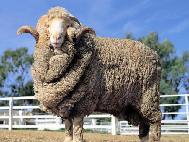 Породы овец в Магадане | ЗооТом портал о животных