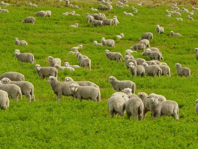 Содержание овец и уход за ними в Магадане | ЗооТом портал о животных