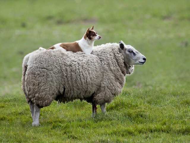 Все об овцах в Магадане | ЗооТом портал о животных