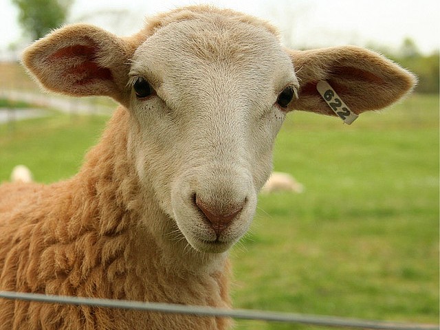 Статьи об овцах в Магадане | ЗооТом портал о животных