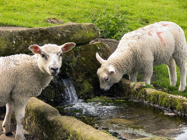 Статьи об овцах в Магадане | ЗооТом портал о животных