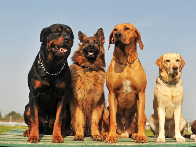 Крупные породы собак в Магадане | ЗооТом портал о животных