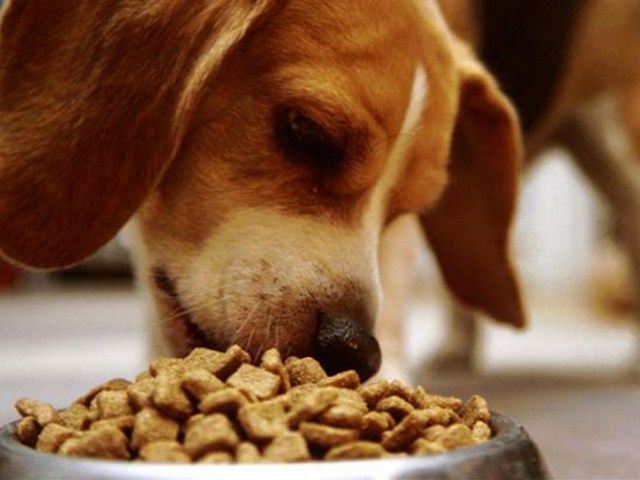 Содержание собаки в Магадане | ЗооТом портал о животных