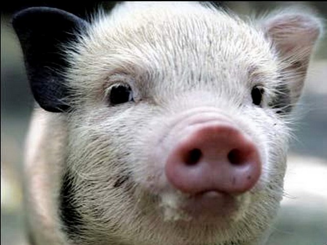 Породы свиней в Магадане | ЗооТом портал о животных