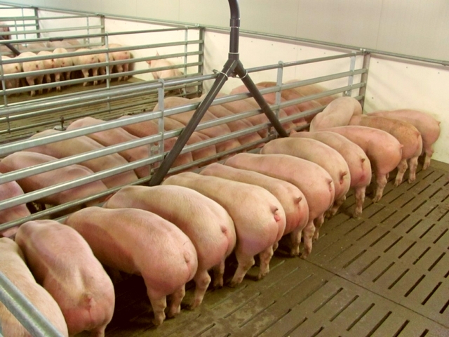 Содержание свиней и уход за ними в Магадане | ЗооТом портал о животных