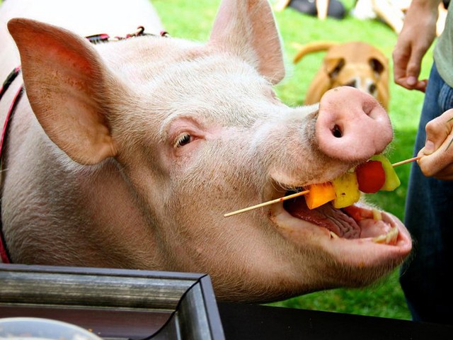 Статьи о свиньях в Магадане | ЗооТом портал о животных