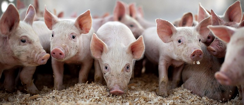 Все о свиньях в Магадане | ЗооТом портал о животных