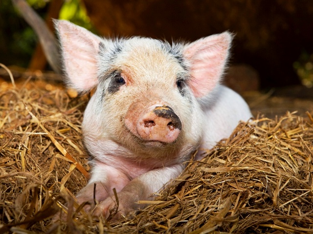 Все о свиньях в Магадане | ЗооТом портал о животных