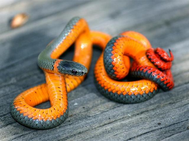 Породы змей в Магадане | ЗооТом портал о животных