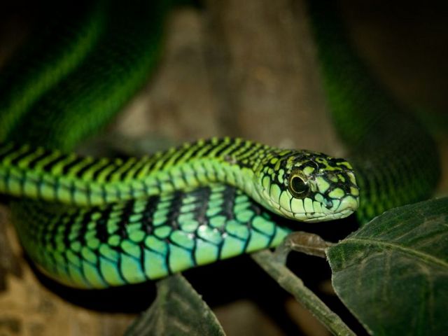 Породы змей в Магадане | ЗооТом портал о животных
