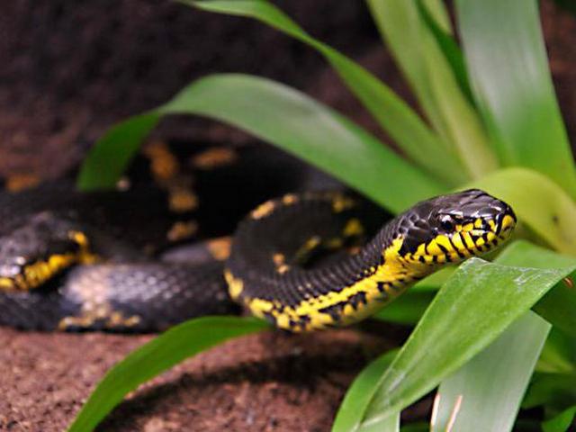 Содержание змей и уход за ними в Магадане | ЗооТом портал о животных
