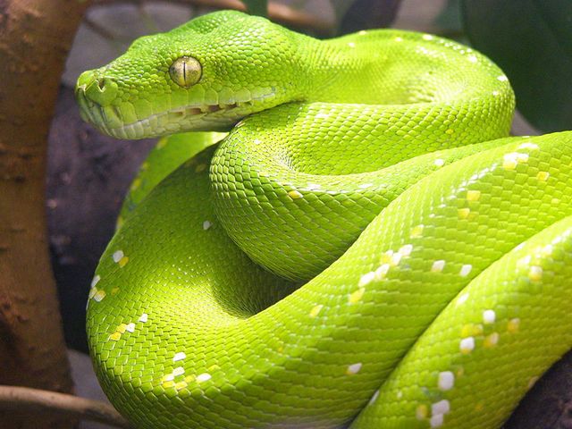 Содержание змей и уход за ними в Магадане | ЗооТом портал о животных