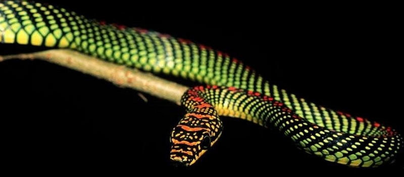 Все о змеях в Магадане | ЗооТом портал о животных